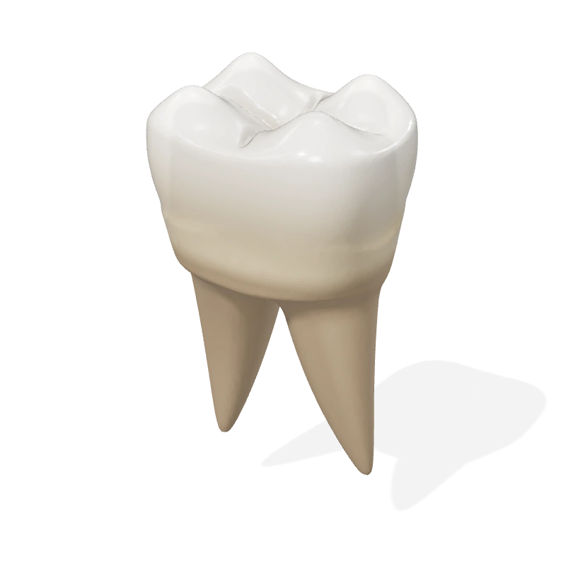 Molar: corona de esmalte y dos raíces